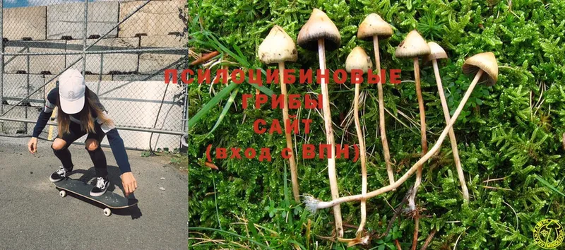 даркнет сайт  Дно  Псилоцибиновые грибы Cubensis 